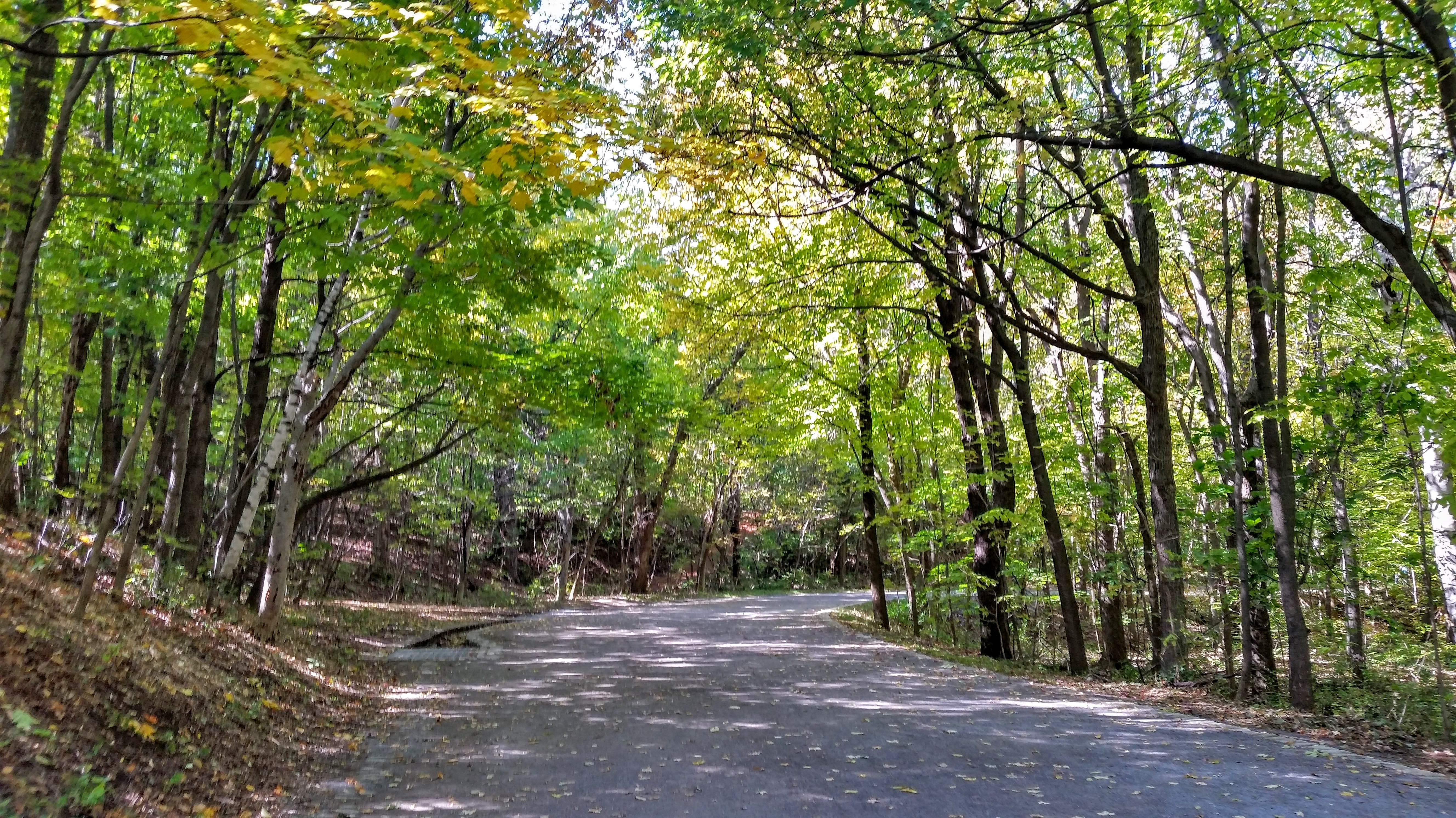 reminds-me-of-the-sacred-grove-heaven-s-white-noise